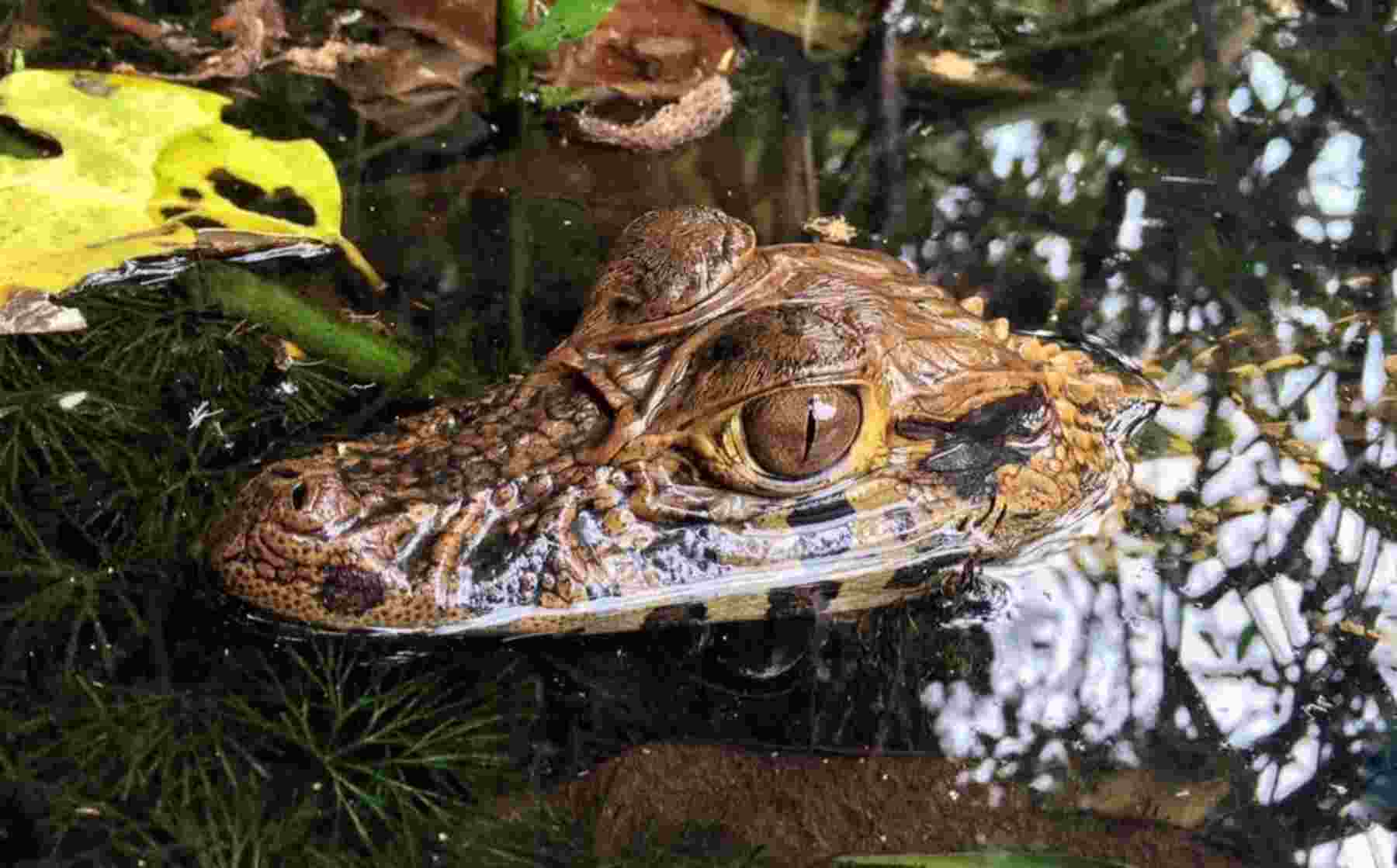 amazon wildlife sandoval lake tambopata lodge reserve