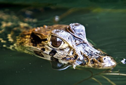 amazon wildlife sandoval lake tambopata lodge reserve