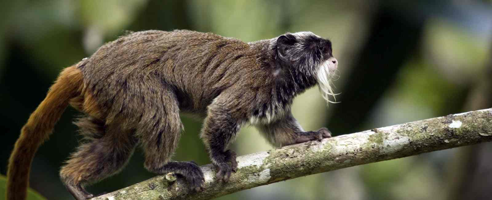 amazon wildlife sandoval lake tambopata lodge reserve