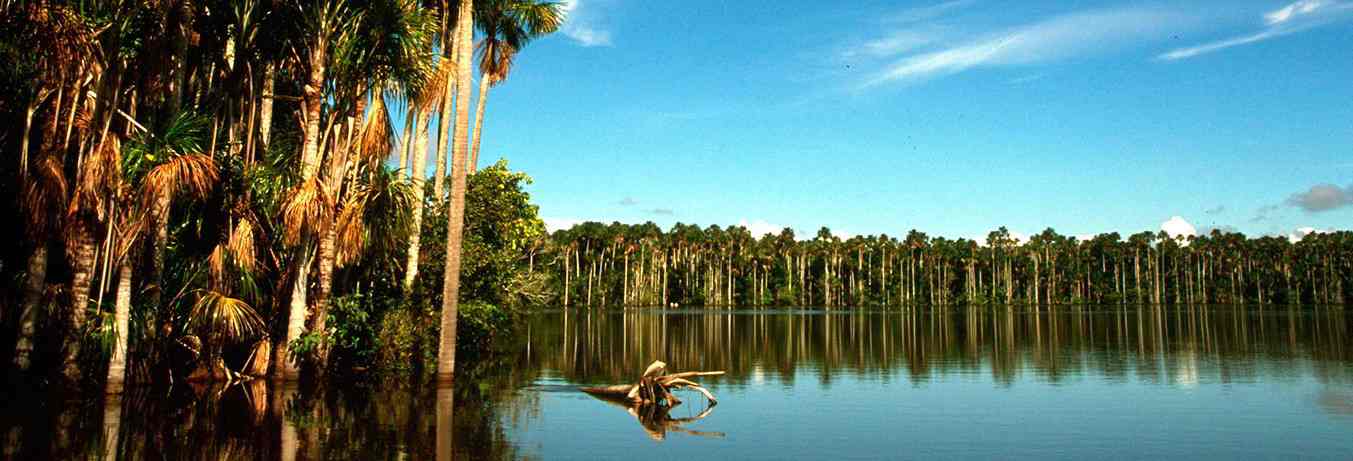 amazon wildlife sandoval lake tambopata lodge reserve