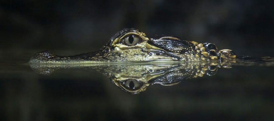 amazon wildlife sandoval lake tambopata lodge reserve