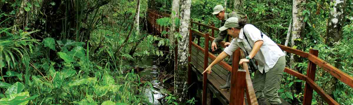 amazon wildlife sandoval lake tambopata lodge reserve