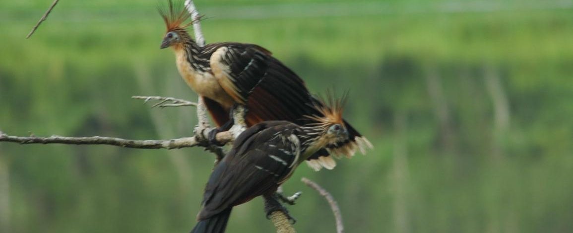 amazon wildlife sandoval lake tambopata lodge reserve
