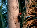 amazon wildlife sandoval lake tambopata lodge reserve