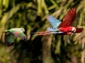amazon wildlife sandoval lake tambopata lodge reserve