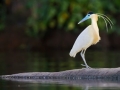 amazon wildlife sandoval lake tambopata lodge reserve