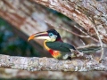 amazon wildlife sandoval lake tambopata lodge reserve