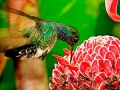 amazon wildlife sandoval lake tambopata lodge reserve