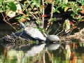 amazon wildlife sandoval lake tambopata lodge reserve