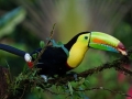 amazon wildlife sandoval lake tambopata lodge reserve