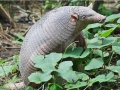 amazon wildlife sandoval lake tambopata lodge reserve