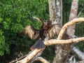 amazon wildlife sandoval lake tambopata lodge reserve