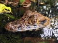 amazon wildlife sandoval lake tambopata lodge reserve
