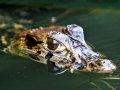 amazon wildlife sandoval lake tambopata lodge reserve