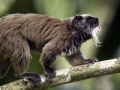amazon wildlife sandoval lake tambopata lodge reserve