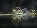amazon wildlife sandoval lake tambopata lodge reserve