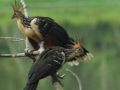 amazon wildlife sandoval lake tambopata lodge reserve