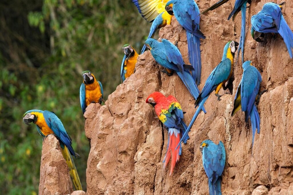 Rainforest Expeditions Tambopata 3 days