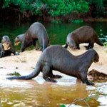 Lago Sandoval Collpa Guacamayos