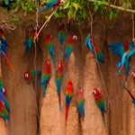 Lago Sandoval Collpa Guacamayos