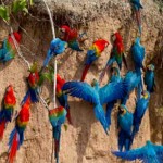 Lago Sandoval Collpa Guacamayos
