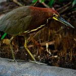 Lago Sandoval Collpa Guacamayos