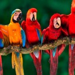 Lago Sandoval Collpa Guacamayos