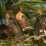 Lago Sandoval Collpa Guacamayos