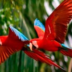 Lago Sandoval Collpa Guacamayos