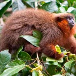 amazon tours sandoval lake lodge