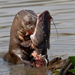 sandoval lake amazon travel tambopata