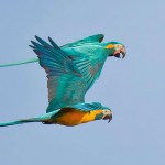 sandoval lake amazon travel tambopata