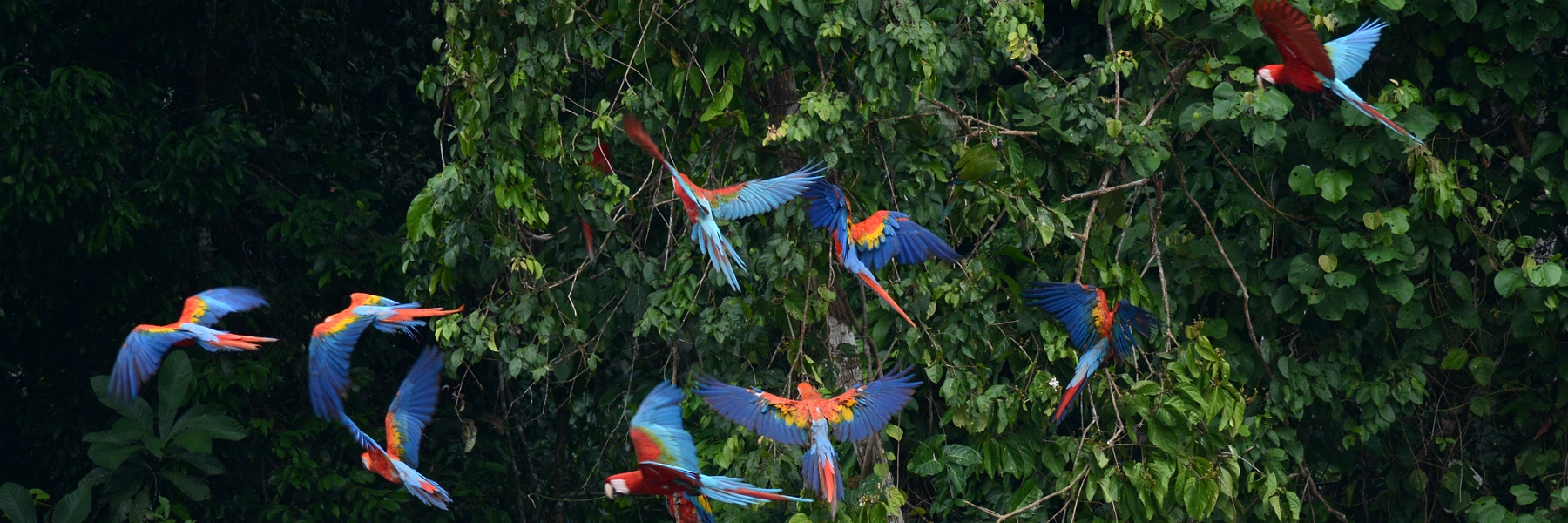 Amazon Tambopata Research Center   3 Dias
