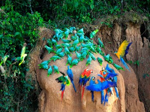 macaw clay lick chuncho tambopata amazon wildlife sandoval lake lodge and manu national park