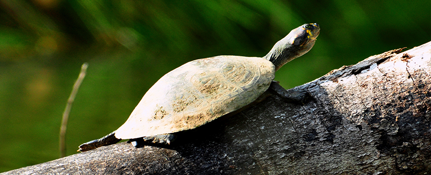 Excursion en  el Amazonas 4 dias