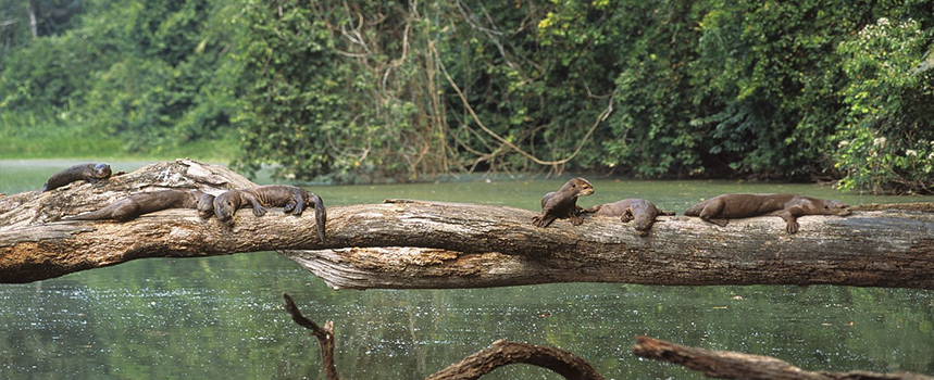 sandoval lake lodge - tambopata lodge - manu national park