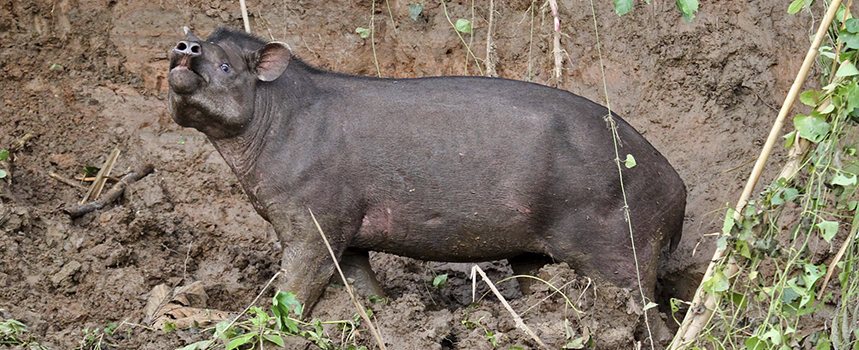 Visita a la Amazonía 6 dias