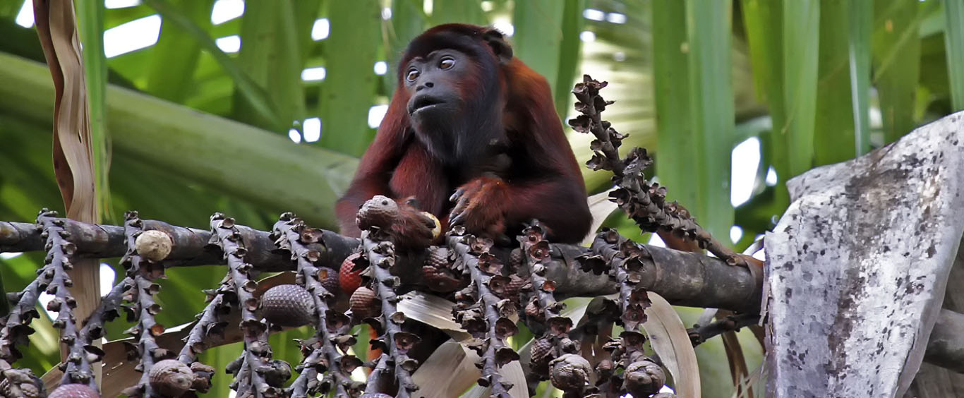 Center Amazon Tambopata 4d/3n