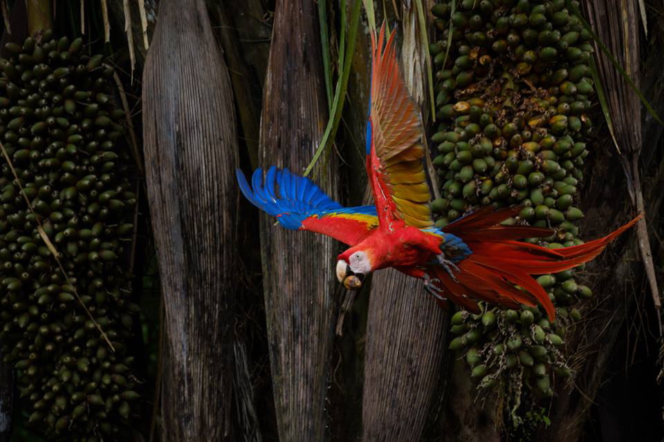Rainforest Trips Peru  Nature4 dias