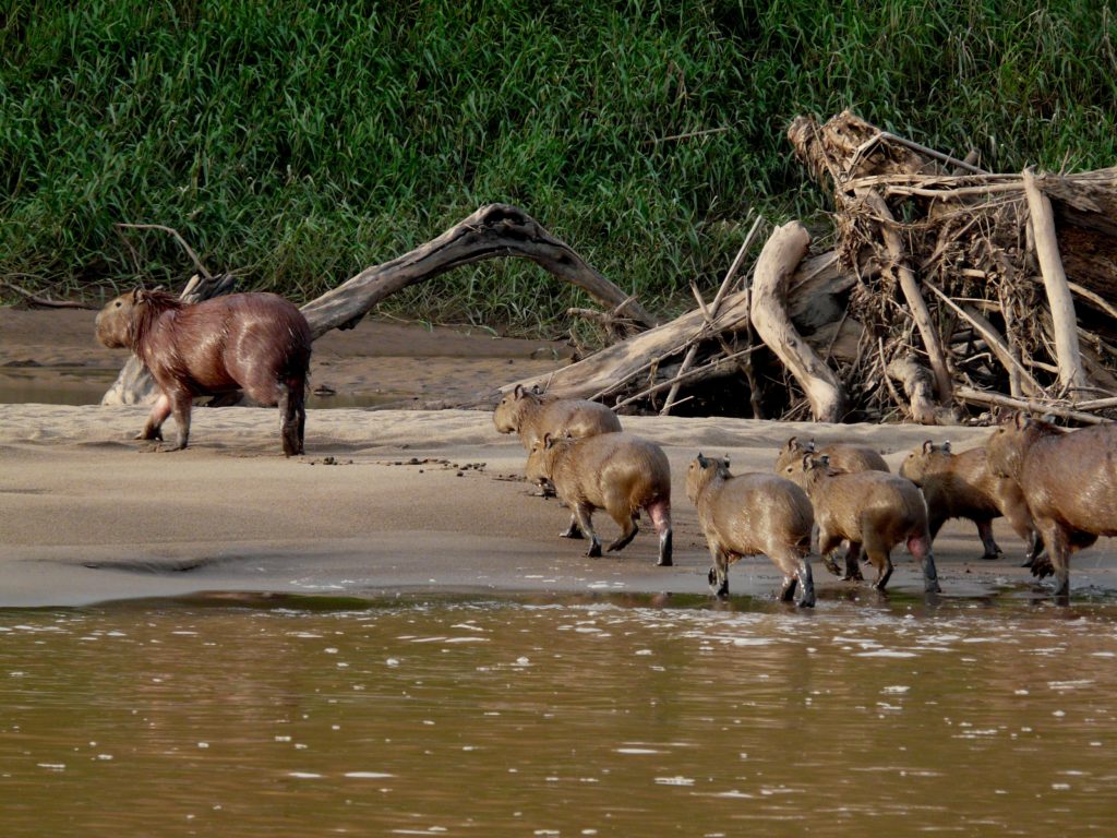 Explorer Tambopata Bahuaja Sonene