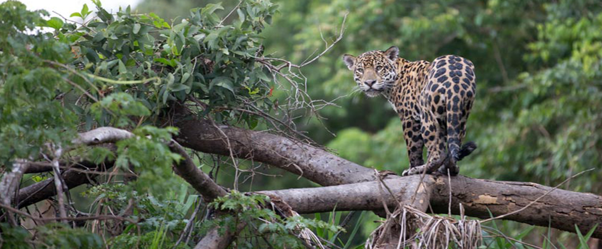 Amazon Green Tambopata Tours 4D/3N