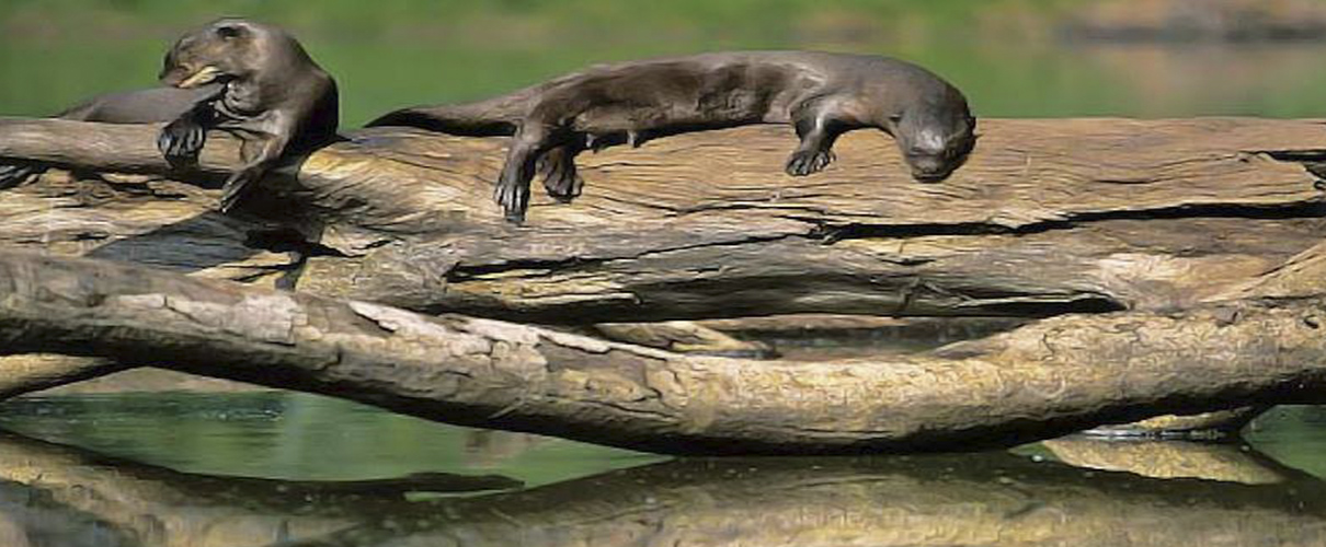 Tambopata sandoval Lake