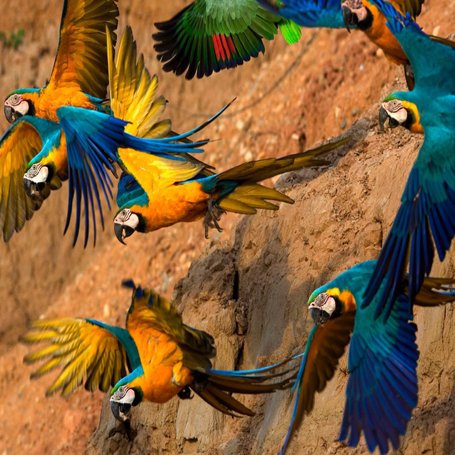 Tambopata Tours Research Center 3 days