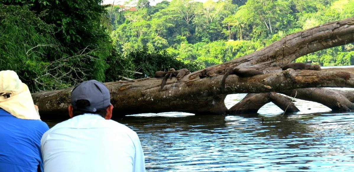 Amazonia Peruana Wildlife