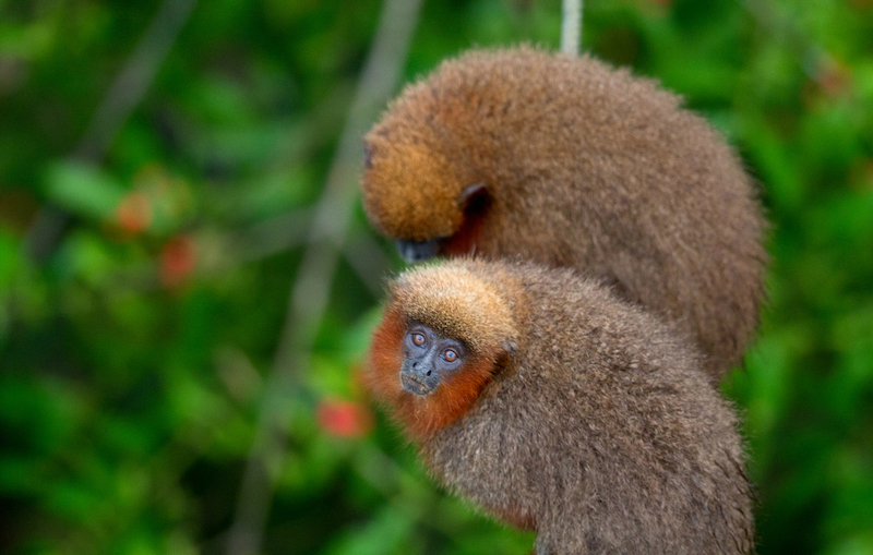 Amazon Wildlife Macaw Clay Lick 4 days