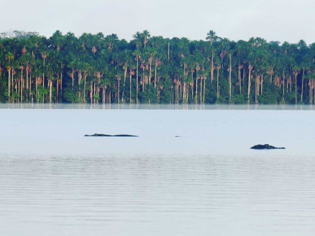 Amazon Jungle trip 4d/3n