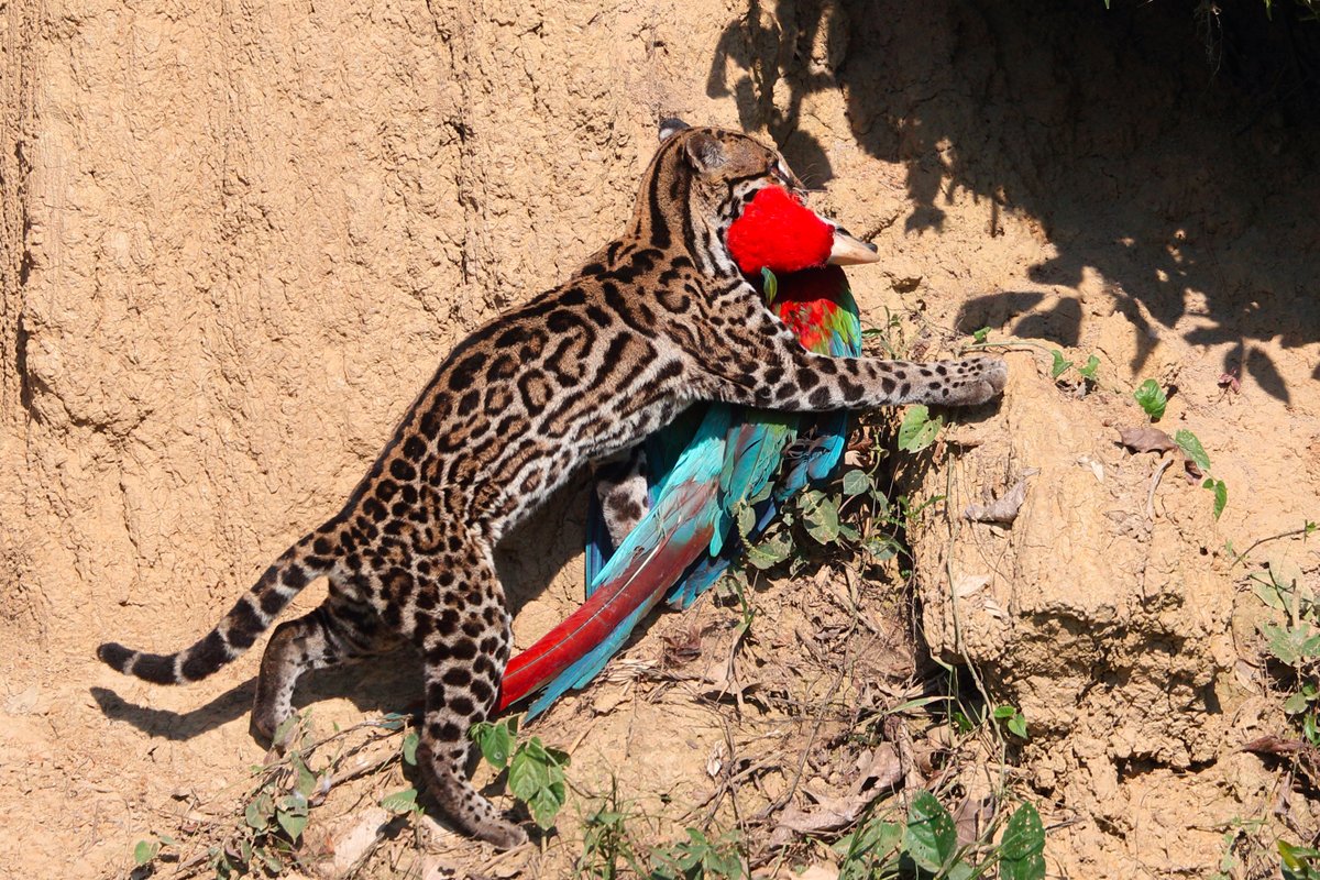 Amazon Travels – Macaw Tambopata 3 days