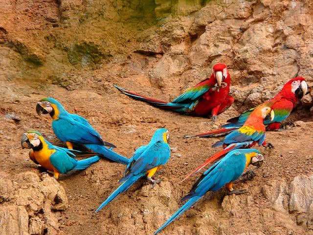 Amazonia Clay Lick 5d/4n