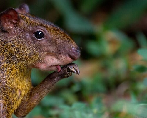 Amazonia Tambopata Adventure 4 dias