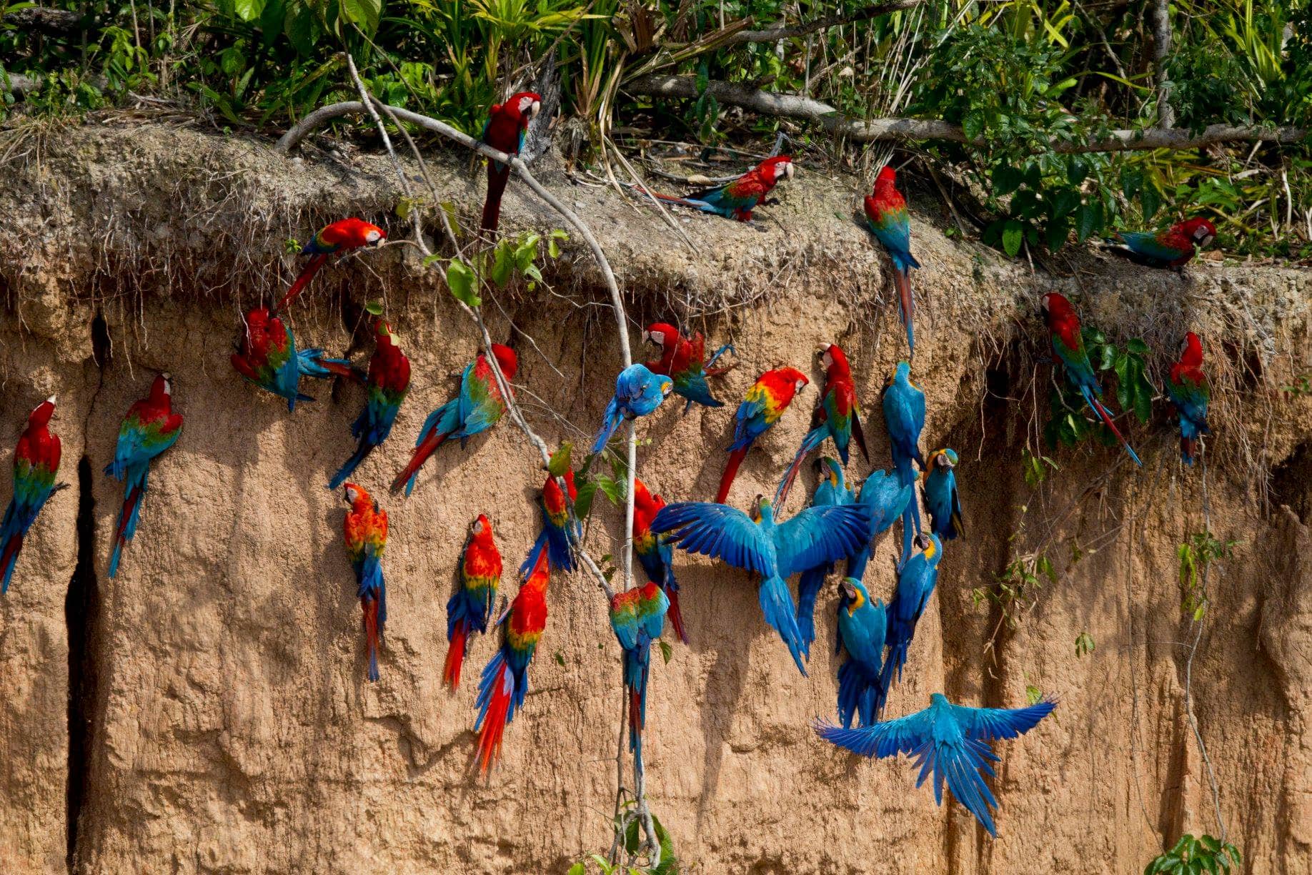 Parrot Clay Lick Peru